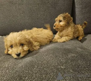 Дополнительные фото: Cockapoo puppies...whatsapp me at 44 7453 907158