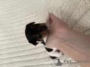 Дополнительные фото: Продажа Щенков Джек-Рассел Терьер