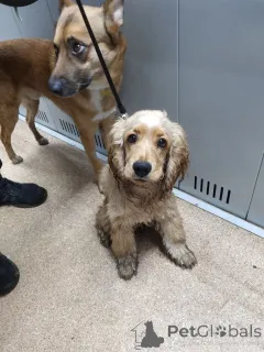 Фото №2 к объявлению №157083 о продаже  - купить в Великобритании частное объявление