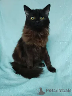 Фото №1.  - купить в Москве реке за Бесплатно. Объявление №161311