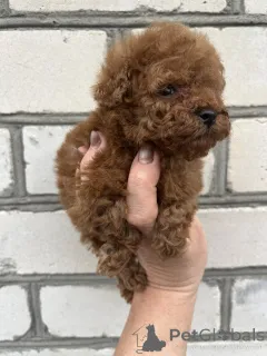 Дополнительные фото: Toy poodle /teacup puppies
