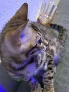 Фото №1. бенгальская - купить в Бремен за 23192₽. Объявление №167801