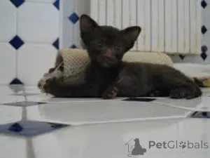 Фото №3. Chatons Havana Brown доступны на заказ.. Бельгия