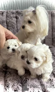 Дополнительные фото: Щенки мальтийской болонки, зарегистрированные в KC.