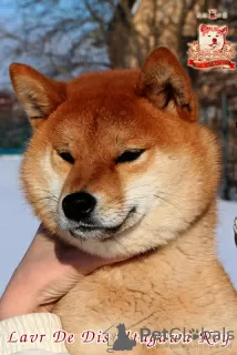 Дополнительные фото: Shiba-inu female whith FCI documents