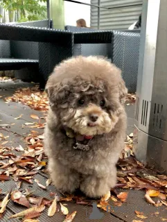 Фото №3. Милая, игривая и невероятно любящая Кокос, очарование которой просто неотразимо!.  Финляндия