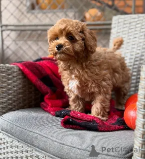 Фото №4. Продажа мальтипу в Алсдорф частное объявление - цена 51022₽