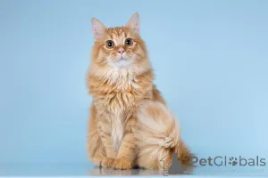 Фото №1.  - купить в Химках за Бесплатно. Объявление №161754