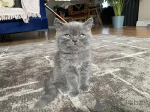 Фото №3. БРИТАНСКИЕ КОРОТКОШЕРСТНЫЕ КОТЯТА НА Усыновление. Великобритания