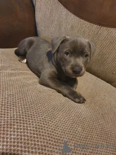 Фото №1. стаффордширский бультерьер - купить в Генк за 92767₽. Объявление №165190