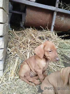 Дополнительные фото: Короткая венгерская собака, щенки