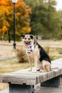 Дополнительные фото: Дэнди ждёт своего человека. Москва, МО