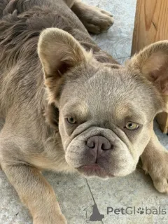 Дополнительные фото: Французский бульдог, женщина