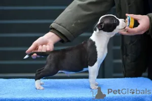 Дополнительные фото: Щенки американского стаффордширского терьера