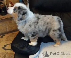 Дополнительные фото: Красивый миниатюрный блю-мерль МАС