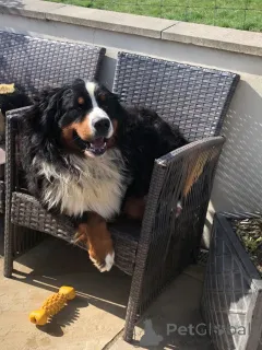 Дополнительные фото: Щенки бернского зенненхунда