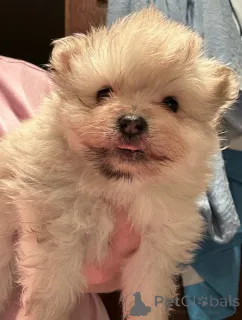 Дополнительные фото: Померанские щенки