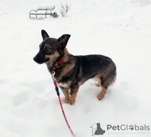 Фото №2 к объявлению №163728 о продаже беспородную - купить в России частное объявление