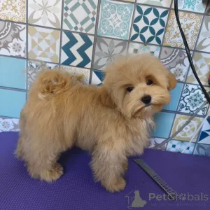 Фото №1. мальтипу - купить в Сочи за 150000₽. Объявление №140765