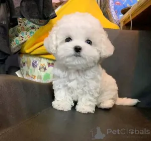 Фото №3. Продаются милые очаровательные щенки мальтийской болонки. Свяжитесь с WhatsApp.  Финляндия