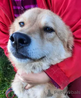 Фото №3. Игривая собака с хвостом-пальмой.  Россия