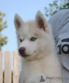 Фото №3. husky puppies 2 months old.  Россия