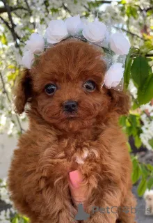 Фото №3. Top Bloodline Toy Poodle щенки с родословной для продажи в любящие дома.  Испания