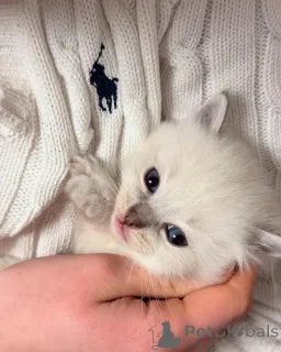 Фото №1. рэгдолл - купить в Ниже за договорная. Объявление №155403