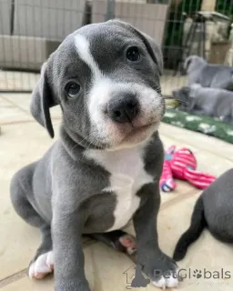 Фото №2 к объявлению №160310 о продаже американского питбультерьера - купить в Финляндии частное объявление