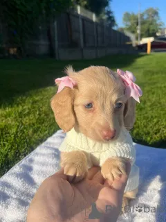 Фото №1. такса - купить в Дюссельдорфе за договорная. Объявление №155816