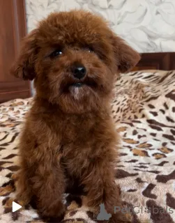 Фото №2 к объявлению №155618 о продаже беспородную - купить в Украине частное объявление, из питомника, заводчик