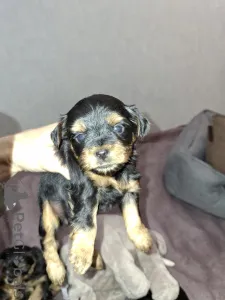 Дополнительные фото: Чистокровные щенки Йоркширского Терьера.