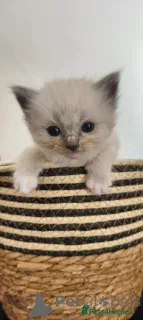 Дополнительные фото: New Ragdoll kittens for adoption