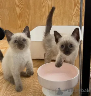 Фото №1. сиамская - купить в Аалборг за договорная. Объявление №167235