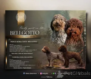 Дополнительные фото: Щенки Лаготто Романьоло