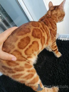 Дополнительные фото: Бенгальский кот Aykamam Amur для разведения