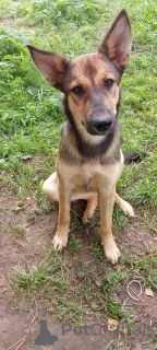 Фото №2 к объявлению №146140 о продаже беспородную - купить в России 