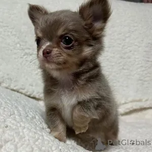 Фото №1. беспородная - купить в Париже за договорная. Объявление №167149