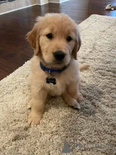 Фото №2 к объявлению №160526 о продаже золотистого ретривера - купить в Германии частное объявление