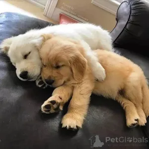 Фото №3. Outstanding Golden Retriever puppies..whatsapp me at 44 7453 907158.  Австрия