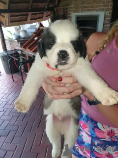 Фото №1. сенбернар - купить в Байериш-Айзенштайне за договорная. Объявление №167566