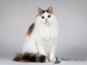 Фото №3. Ласковая Зая, котёнок-подросток, девочка, трёхцветка.. Россия