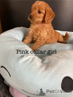 Дополнительные фото: Потрясающие щенки какапу F1B