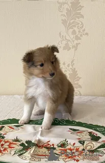 Дополнительные фото: Nataļja Golovane