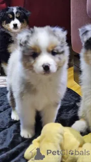 Дополнительные фото: Австралийская овчарка