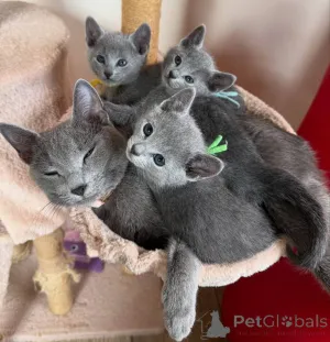 Фото №2 к объявлению №146274 о продаже русская голубая - купить в России частное объявление