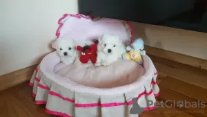 Фото №3. Mooie Maltese Kc-puppy's Whatsappen..... 316887104240.  Нидерланды