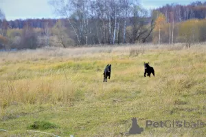 Дополнительные фото: Щенок прямошёрстного ретривера