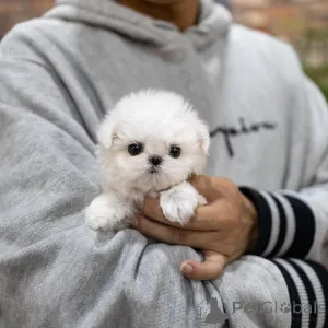 Фото №4. Продажа  в Гонконг  - цена 67401₽