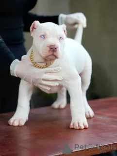 Фото №2 к объявлению №159137 о продаже американского питбультерьера - купить в Германии частное объявление